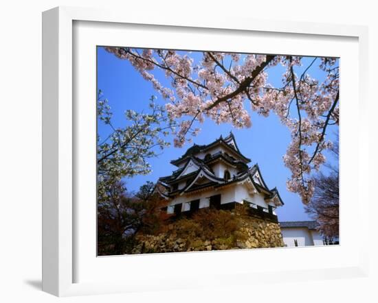 Cherry Blossoms and Hikone Castle-null-Framed Photographic Print