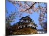 Cherry Blossoms and Hikone Castle-null-Mounted Photographic Print