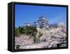 Cherry Blossoms and Himeji Castle-null-Framed Stretched Canvas