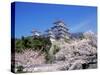 Cherry Blossoms and Himeji Castle-null-Stretched Canvas