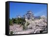 Cherry Blossoms and Himeji Castle-null-Framed Stretched Canvas