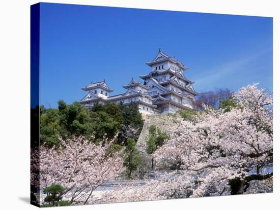 Cherry Blossoms and Himeji Castle-null-Stretched Canvas