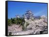 Cherry Blossoms and Himeji Castle-null-Framed Stretched Canvas