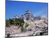 Cherry Blossoms and Himeji Castle-null-Mounted Premium Photographic Print