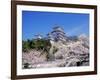 Cherry Blossoms and Himeji Castle-null-Framed Photographic Print