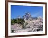 Cherry Blossoms and Himeji Castle-null-Framed Photographic Print