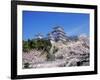 Cherry Blossoms and Himeji Castle-null-Framed Photographic Print