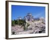 Cherry Blossoms and Himeji Castle-null-Framed Photographic Print