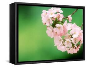 Cherry Blossoms and Hirosaki Castle-null-Framed Stretched Canvas