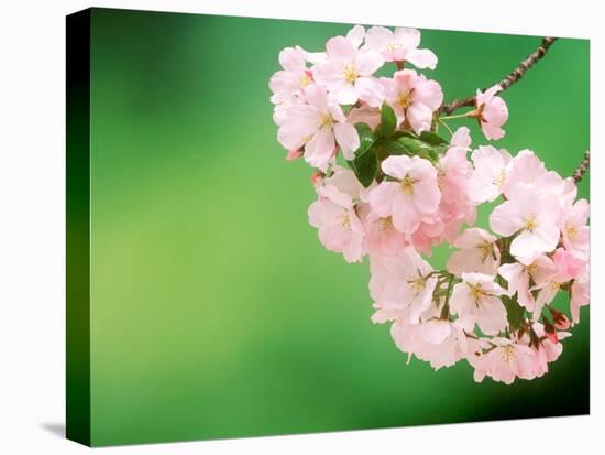 Cherry Blossoms and Hirosaki Castle-null-Stretched Canvas