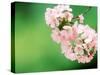 Cherry Blossoms and Hirosaki Castle-null-Stretched Canvas