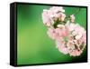 Cherry Blossoms and Hirosaki Castle-null-Framed Stretched Canvas