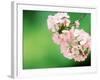 Cherry Blossoms and Hirosaki Castle-null-Framed Photographic Print