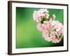 Cherry Blossoms and Hirosaki Castle-null-Framed Photographic Print