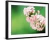 Cherry Blossoms and Hirosaki Castle-null-Framed Photographic Print