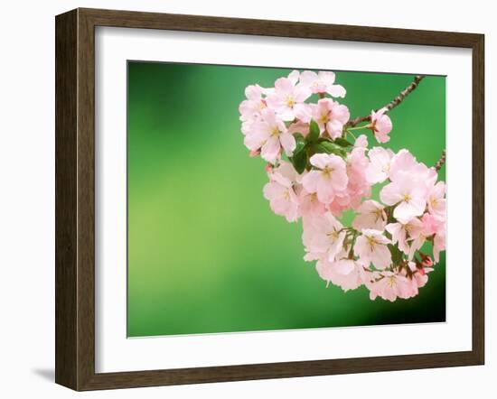 Cherry Blossoms and Hirosaki Castle-null-Framed Photographic Print