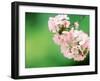 Cherry Blossoms and Hirosaki Castle-null-Framed Photographic Print