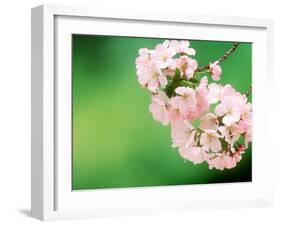 Cherry Blossoms and Hirosaki Castle-null-Framed Photographic Print