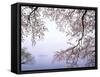 Cherry Blossoms and Lake Biwa-null-Framed Stretched Canvas