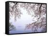 Cherry Blossoms and Lake Biwa-null-Framed Stretched Canvas