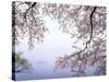 Cherry Blossoms and Lake Biwa-null-Stretched Canvas