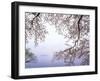 Cherry Blossoms and Lake Biwa-null-Framed Premium Photographic Print