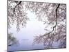 Cherry Blossoms and Lake Biwa-null-Mounted Premium Photographic Print