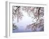 Cherry Blossoms and Lake Biwa-null-Framed Photographic Print