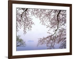 Cherry Blossoms and Lake Biwa-null-Framed Photographic Print