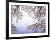 Cherry Blossoms and Lake Biwa-null-Framed Photographic Print