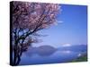 Cherry Blossoms and Lake Toyah-null-Stretched Canvas