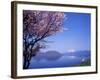 Cherry Blossoms and Lake Toyah-null-Framed Photographic Print