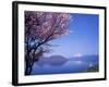 Cherry Blossoms and Lake Toyah-null-Framed Photographic Print