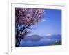 Cherry Blossoms and Lake Toyah-null-Framed Photographic Print