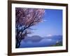 Cherry Blossoms and Lake Toyah-null-Framed Photographic Print