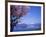 Cherry Blossoms and Lake Toyah-null-Framed Photographic Print