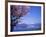 Cherry Blossoms and Lake Toyah-null-Framed Photographic Print