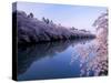 Cherry Blossoms and Moat-null-Stretched Canvas