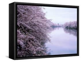 Cherry Blossoms and Moat-null-Framed Stretched Canvas