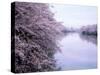 Cherry Blossoms and Moat-null-Stretched Canvas