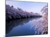 Cherry Blossoms and Moat-null-Mounted Photographic Print