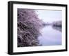 Cherry Blossoms and Moat-null-Framed Photographic Print