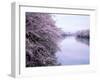 Cherry Blossoms and Moat-null-Framed Photographic Print