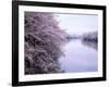 Cherry Blossoms and Moat-null-Framed Photographic Print