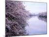 Cherry Blossoms and Moat-null-Mounted Photographic Print