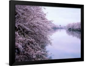 Cherry Blossoms and Moat-null-Framed Photographic Print