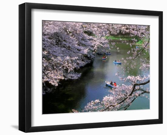 Cherry Blossoms and Moat-null-Framed Photographic Print