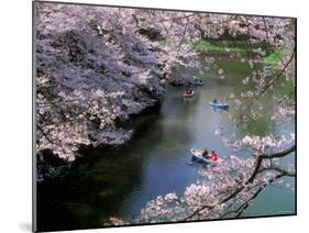 Cherry Blossoms and Moat-null-Mounted Photographic Print