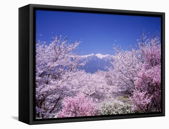 Cherry Blossoms and Mountains-null-Framed Stretched Canvas