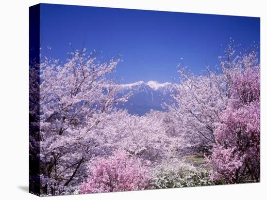 Cherry Blossoms and Mountains-null-Stretched Canvas